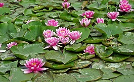花,睡蓮,粉紅色