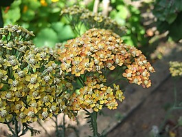 多年生,蓍,花卉