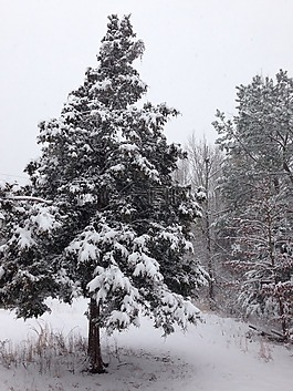 冬天,雪,雪松