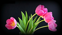 郁金香,粉紅色,花
