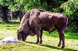 野牛,taurau,力