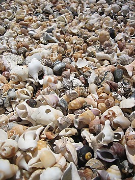 海灘,外殼,海岸
