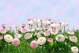 鮮花,粉紅色,淺藍(lán)色