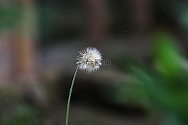 景觀,芬蘭,金迪奧
