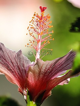 花,自然,春