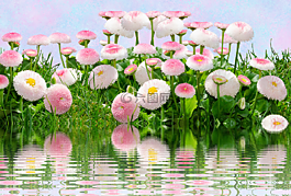 鮮花,粉紅色,淺藍(lán)色