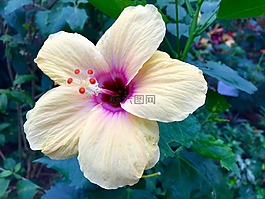 花,熱帶,性質(zhì)
