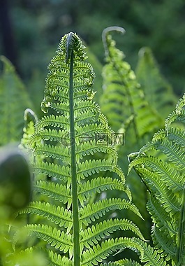 蕨,鸵鸟蕨类植物,tricholomopsis rutilans