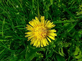 蒲公英,開花,黃色