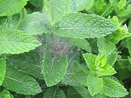 茧,蜘蛛,epeira头饰