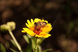 宏,花卉,蜜蜂