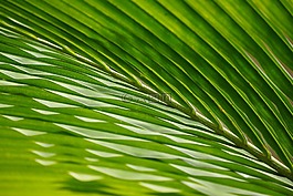 葉子,棕櫚,樹(shù)