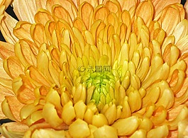 菊花,鮮花,廠