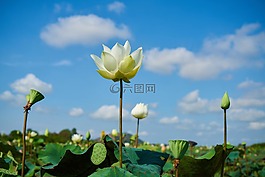蓮花,花卉,美容