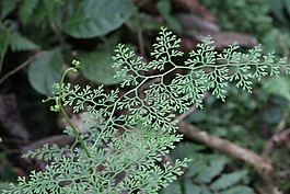 蕨類植物,森林,綠色