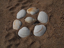 貝殼,海灘,沙