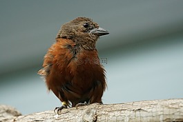 鳥,熱帶地區(qū),異國情調(diào)