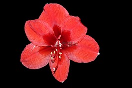 阿馬麗利斯,開花,花