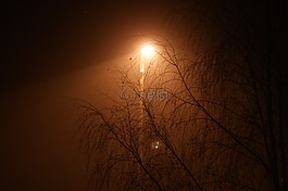 灯笼,路灯,树