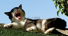 猫,宿醉,隐藏的鼻子