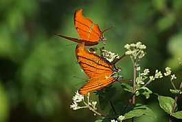 蝴蝶,橙色,對
