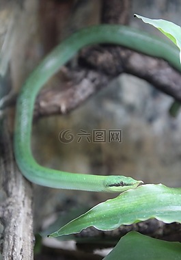 蛇,綠色,爬行動(dòng)物