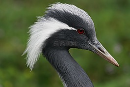 起重機,男性,鳥