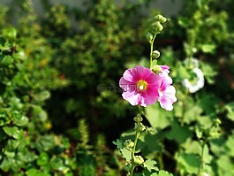 自然,植物區(qū)系,花