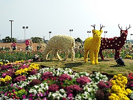 花,自然,戶外