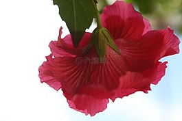 hybiscus,花,红色