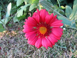 花,春天,廠