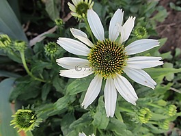花,春天,白