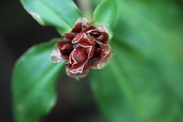 蝎尾蕉,哥斯達黎加,花