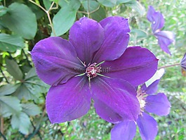 芙蓉,花,性質