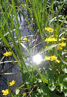 野性,水域,過獨身生活