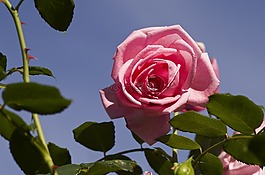 玫瑰,花園,玫瑰綻放