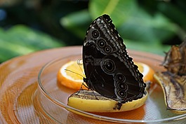 蝴蝶,性質,昆蟲