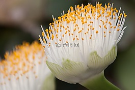 白血花,鮮花,白