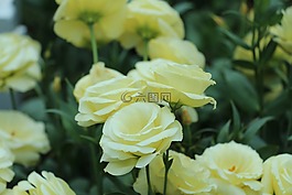 自然,鮮花,樹