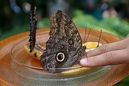 蝴蝶,性質(zhì),昆蟲