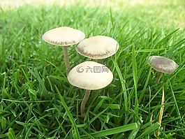 蘑菇,草,自然