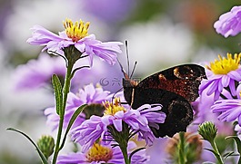 asters,蝴蝶,孔雀蝴蝶