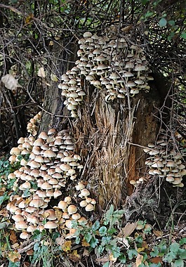 蘑菇,樹樁,分解