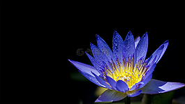 百合fllower,百合水,l