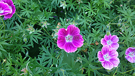 天竺葵,哈迪,小怪物