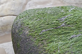 海藻,海灘,海洋