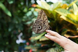 蝴蝶,性質(zhì),昆蟲