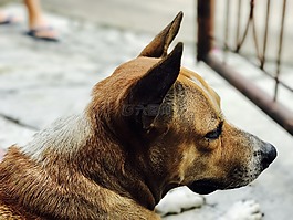 狗,動物,寵物