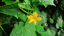 花,葉子,南瓜花