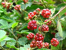 黑莓手機(jī),布什,紅色